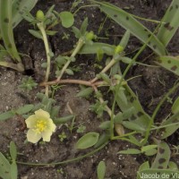 Portulaca tuberosa Roxb.